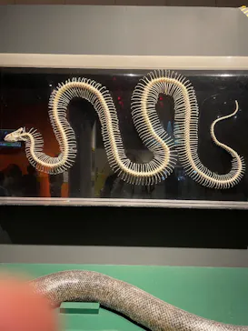 特別展「超危険生物展　科学で挑む生き物の本気」に投稿された画像（2026/6/4）