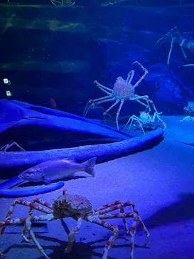 竹島水族館に投稿された画像（2026/6/4）