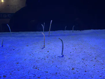 竹島水族館に投稿された画像（2026/6/4）