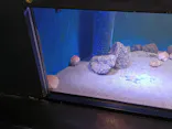 竹島水族館に投稿された画像（2026/6/4）