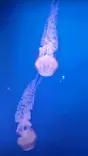 新江ノ島水族館に投稿された画像（2026/6/4）