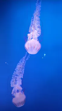 新江ノ島水族館に投稿された画像（2026/6/4）