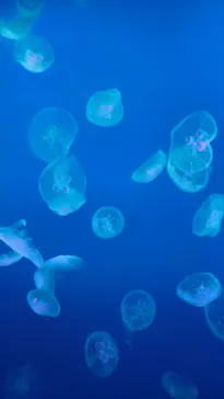 新江ノ島水族館に投稿された画像（2026/6/4）