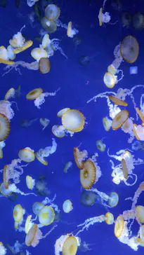 新江ノ島水族館に投稿された画像（2026/6/4）