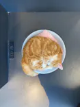 猫カフェPuchiMarry ラソラ札幌店に投稿された画像（2026/6/4）