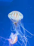 新江ノ島水族館に投稿された画像（2026/6/4）