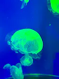 名古屋港水族館に投稿された画像（2026/6/4）