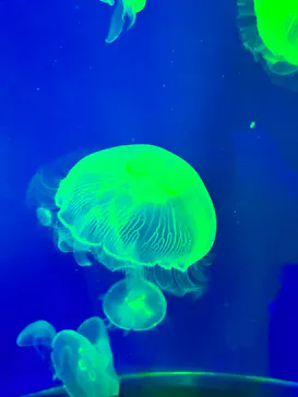 名古屋港水族館に投稿された画像（2026/6/4）