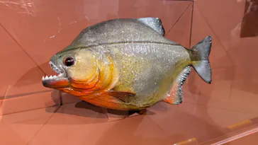 特別展「超危険生物展　科学で挑む生き物の本気」に投稿された画像（2026/6/4）