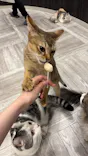 猫カフェモカ　アルシェ大宮店に投稿された画像（2026/6/5）