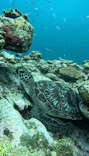 SeaChan石垣島に投稿された画像（2026/6/5）