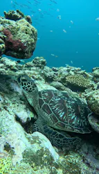 SeaChan石垣島に投稿された画像（2026/6/4）