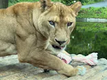 多摩動物公園に投稿された画像（2026/6/5）