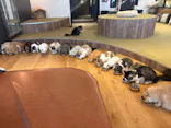 猫カフェモカ　池袋東口店に投稿された画像（2026/6/5）