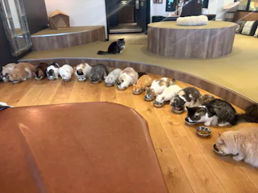 猫カフェモカ　池袋東口店に投稿された画像（2026/6/5）