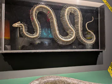 特別展「超危険生物展　科学で挑む生き物の本気」に投稿された画像（2026/6/5）