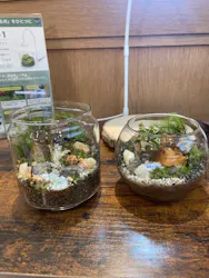 Terrariums 渋谷ヒカリエ店に投稿された画像（2026/6/5）