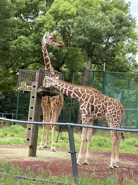 こども動物自然公園（埼玉県公園緑地協会）に投稿された画像（2026/6/5）