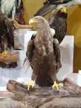 特別展「鳥 ～ゲノム解析が解き明かす新しい鳥類の系統～」に投稿された画像（2026/6/5）