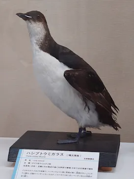 特別展「鳥 ～ゲノム解析が解き明かす新しい鳥類の系統～」に投稿された画像（2026/6/5）