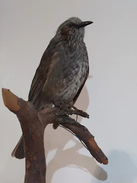 特別展「鳥 ～ゲノム解析が解き明かす新しい鳥類の系統～」に投稿された画像（2026/6/5）