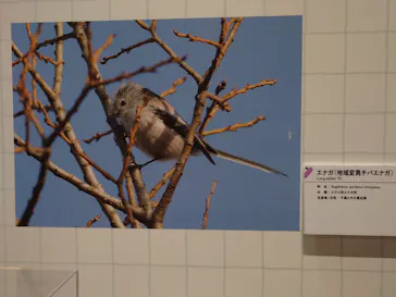特別展「鳥 ～ゲノム解析が解き明かす新しい鳥類の系統～」に投稿された画像（2026/6/5）