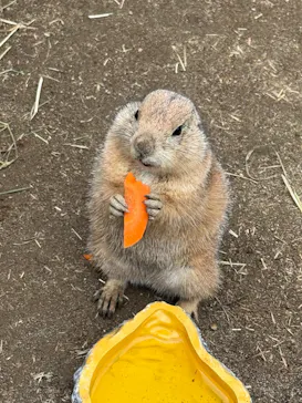 ANIMAL WONDER REZOURT 市原ぞうの国・サユリワールドに投稿された画像（2026/6/5）