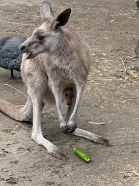 ANIMAL WONDER REZOURT 市原ぞうの国・サユリワールドに投稿された画像（2026/6/5）