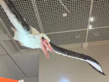 特別展「鳥 ～ゲノム解析が解き明かす新しい鳥類の系統～」に投稿された画像（2026/6/5）