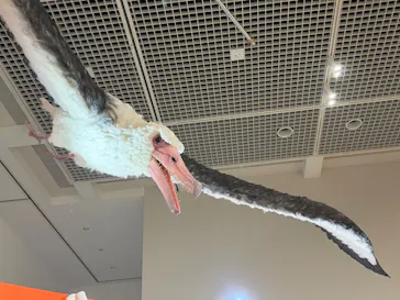 特別展「鳥 ～ゲノム解析が解き明かす新しい鳥類の系統～」に投稿された画像（2026/6/5）