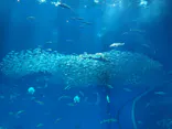アクアワールド茨城県大洗水族館に投稿された画像（2026/6/5）