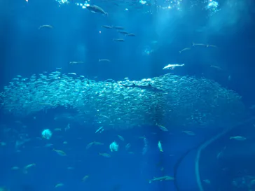 アクアワールド茨城県大洗水族館に投稿された画像（2026/6/5）