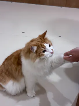 Cat Café MOFF 枚方モール店に投稿された画像（2026/6/5）