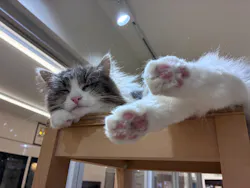 Cat Café MOFF 枚方モール店に投稿された画像（2026/6/5）