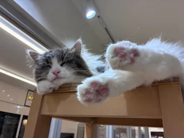 Cat Café MOFF 枚方モール店に投稿された画像（2026/6/5）