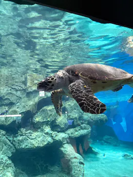 名古屋港水族館に投稿された画像（2026/6/6）