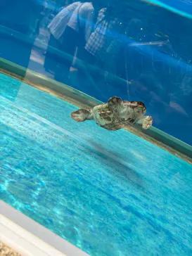 名古屋港水族館に投稿された画像（2026/6/6）