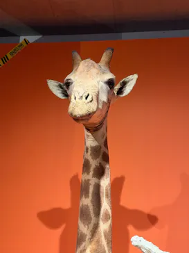 特別展「超危険生物展　科学で挑む生き物の本気」に投稿された画像（2026/6/6）