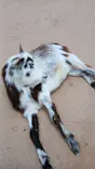 あらかわ遊園に投稿された画像（2026/6/6）