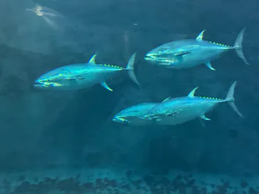 葛西臨海水族園に投稿された画像（2026/6/6）