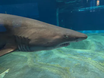 アクアワールド茨城県大洗水族館に投稿された画像（2026/6/6）