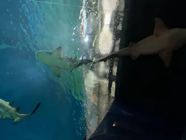 アクアワールド茨城県大洗水族館に投稿された画像（2026/6/6）