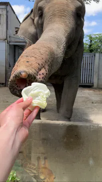 宇都宮動物園に投稿された画像（2026/6/6）