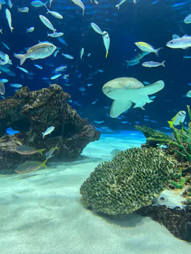 サンシャイン水族館に投稿された画像（2026/6/6）