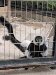 千葉市動物公園に投稿された画像（2026/6/6）