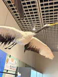 ミュージアムパーク茨城県自然博物館に投稿された画像（2026/6/6）