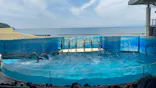 新江ノ島水族館に投稿された画像（2026/6/6）