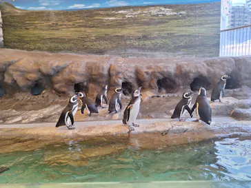 しながわ水族館に投稿された画像（2026/6/6）