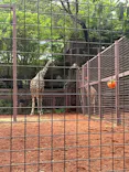 恩賜上野動物園に投稿された画像（2026/6/6）