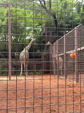 恩賜上野動物園に投稿された画像（2026/6/6）